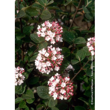 VIBURNUM carlesii AURORA (Viorne)