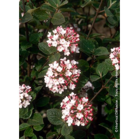 VIBURNUM carlesii AURORA (Viorne)