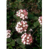 VIBURNUM carlesii AURORA (Viorne)