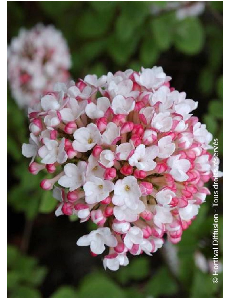 VIBURNUM carlesii AURORA (Viorne)