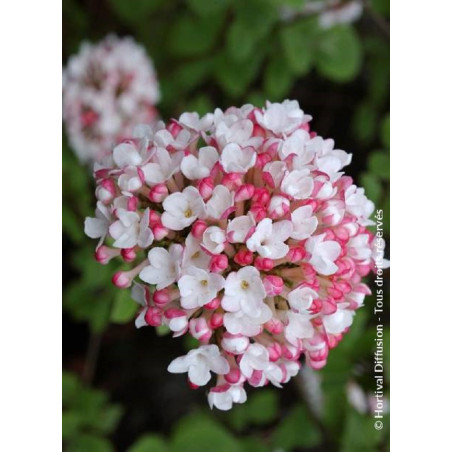 VIBURNUM carlesii AURORA (Viorne)