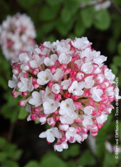 VIBURNUM carlesii AURORA