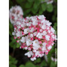 VIBURNUM carlesii AURORA (Viorne)