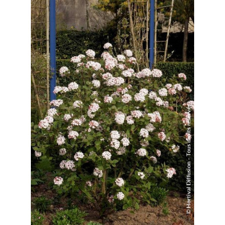 VIBURNUM carlesii AURORA (Viorne)