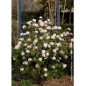 VIBURNUM carlesii AURORA (Viorne)