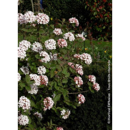 VIBURNUM carlesii AURORA (Viorne)