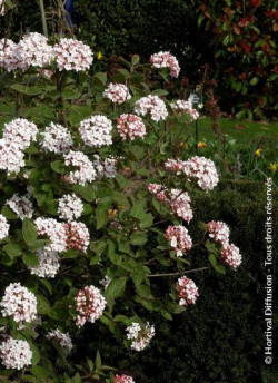 VIBURNUM carlesii AURORA