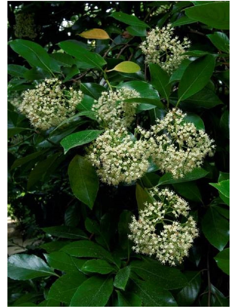 VIBURNUM ODORATISSIMUM (Viorne)