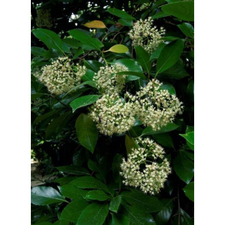 VIBURNUM ODORATISSIMUM (Viorne)