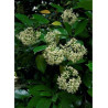 VIBURNUM ODORATISSIMUM (Viorne)