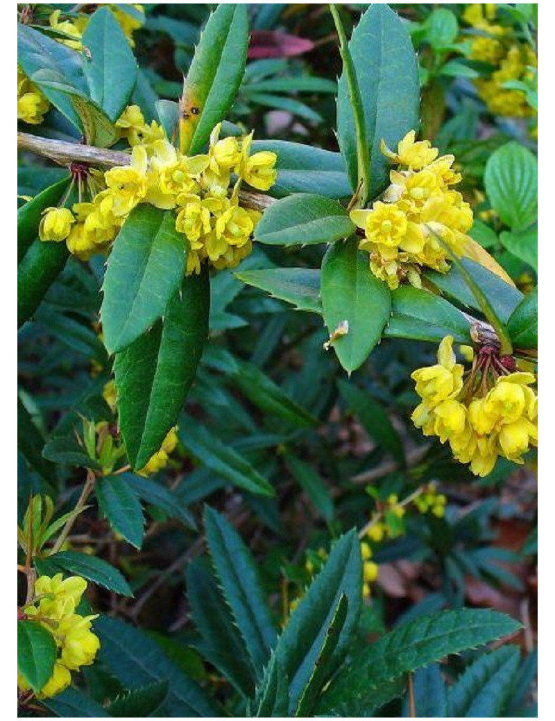 BERBERIS julianae (Épine vinette)