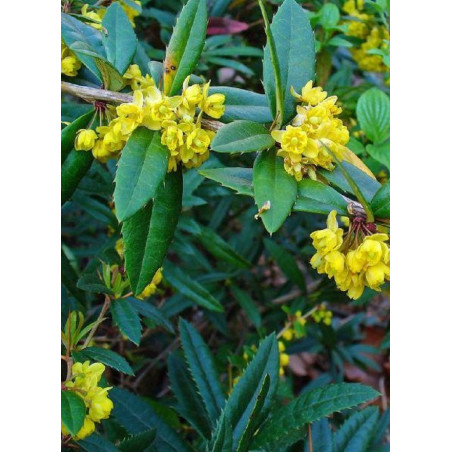 BERBERIS julianae (Épine vinette)