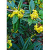 BERBERIS julianae (Épine vinette)