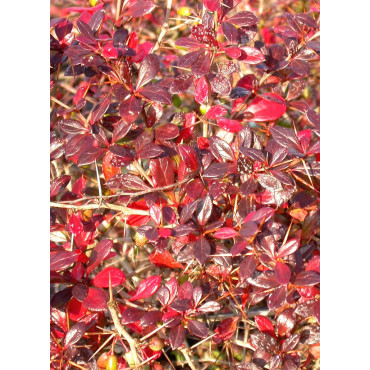 BERBERIS media RED JEWEL (Épine vinette)