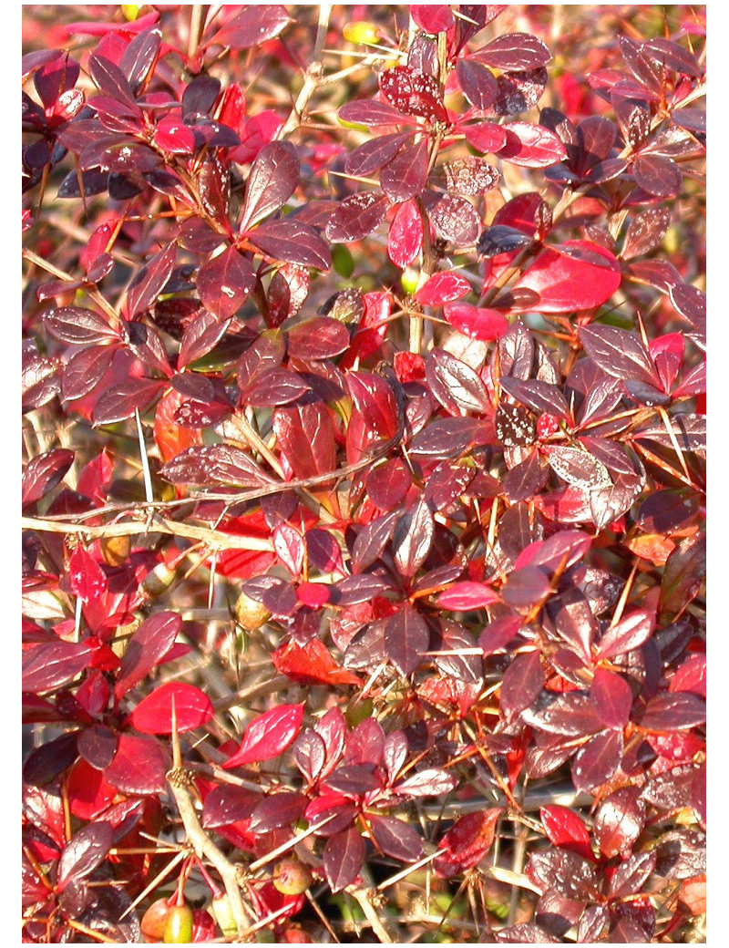 BERBERIS media RED JEWEL (Épine vinette)