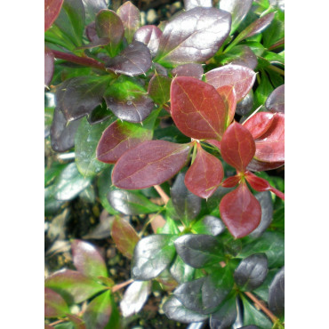 BERBERIS media RED JEWEL (Épine vinette)