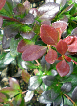 BERBERIS media RED JEWEL