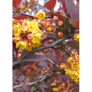 BERBERIS ottawensis AURICOMA (Épine vinette)