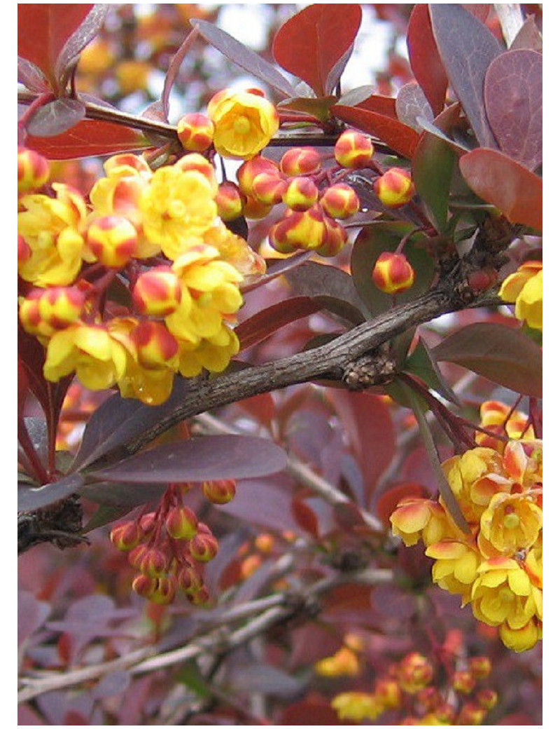 BERBERIS ottawensis AURICOMA (Épine vinette)