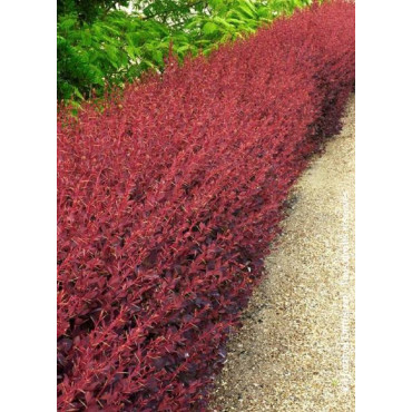 BERBERIS ottawensis AURICOMA (Épine vinette)