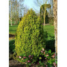BERBERIS thunbergii GOLDEN TORCH