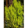 BERBERIS thunbergii GOLDEN TORCH® (Épine vinette)