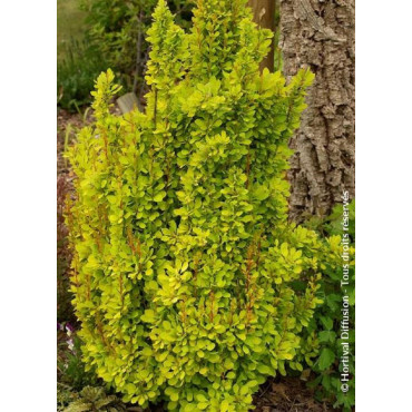 BERBERIS thunbergii GOLDEN TORCH® (Épine vinette)