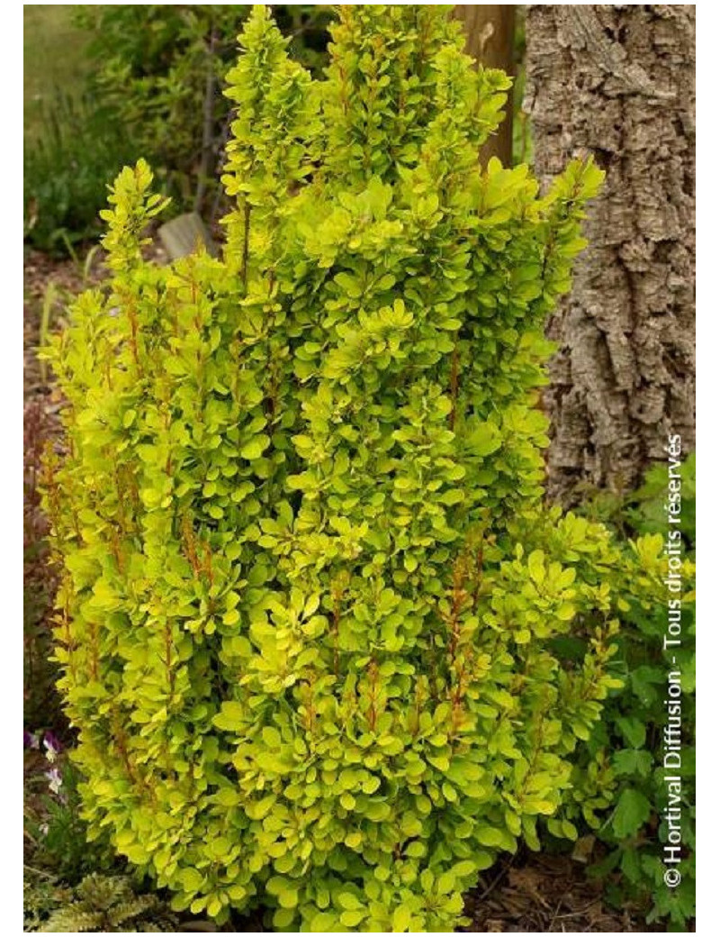 BERBERIS thunbergii GOLDEN TORCH BERBERIS thunbergii GOLDEN TORCH