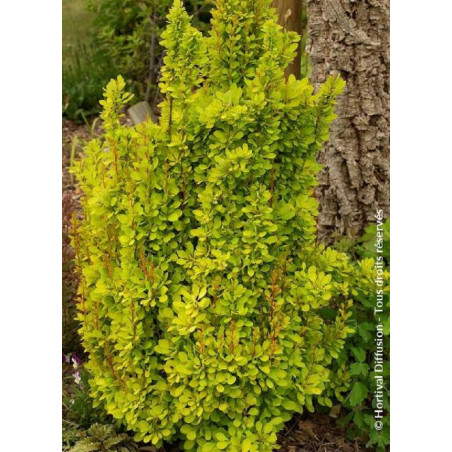 BERBERIS thunbergii GOLDEN TORCH® (Épine vinette)