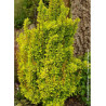 BERBERIS thunbergii GOLDEN TORCH