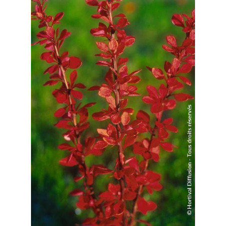 BERBERIS thunbergii GOLDEN TORCH® (Épine vinette)