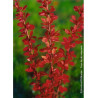 BERBERIS thunbergii GOLDEN TORCH
