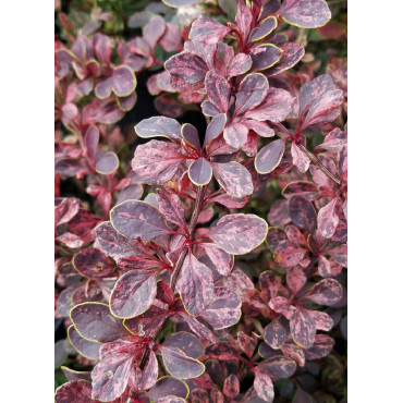 BERBERIS thunbergii ROSE GLOW (Épine vinette)