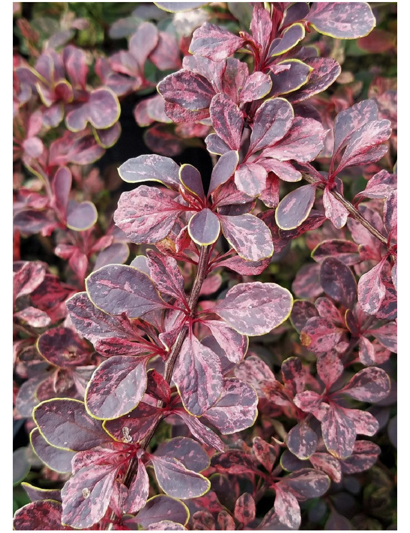 BERBERIS thunbergii ROSE GLOW (Épine vinette)