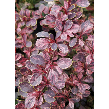 BERBERIS thunbergii ROSE GLOW (Épine vinette)