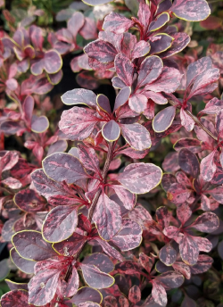 epine-vinette-de-thunberg-harlequin-berberis-thunbergii-harlequin-1.jpg