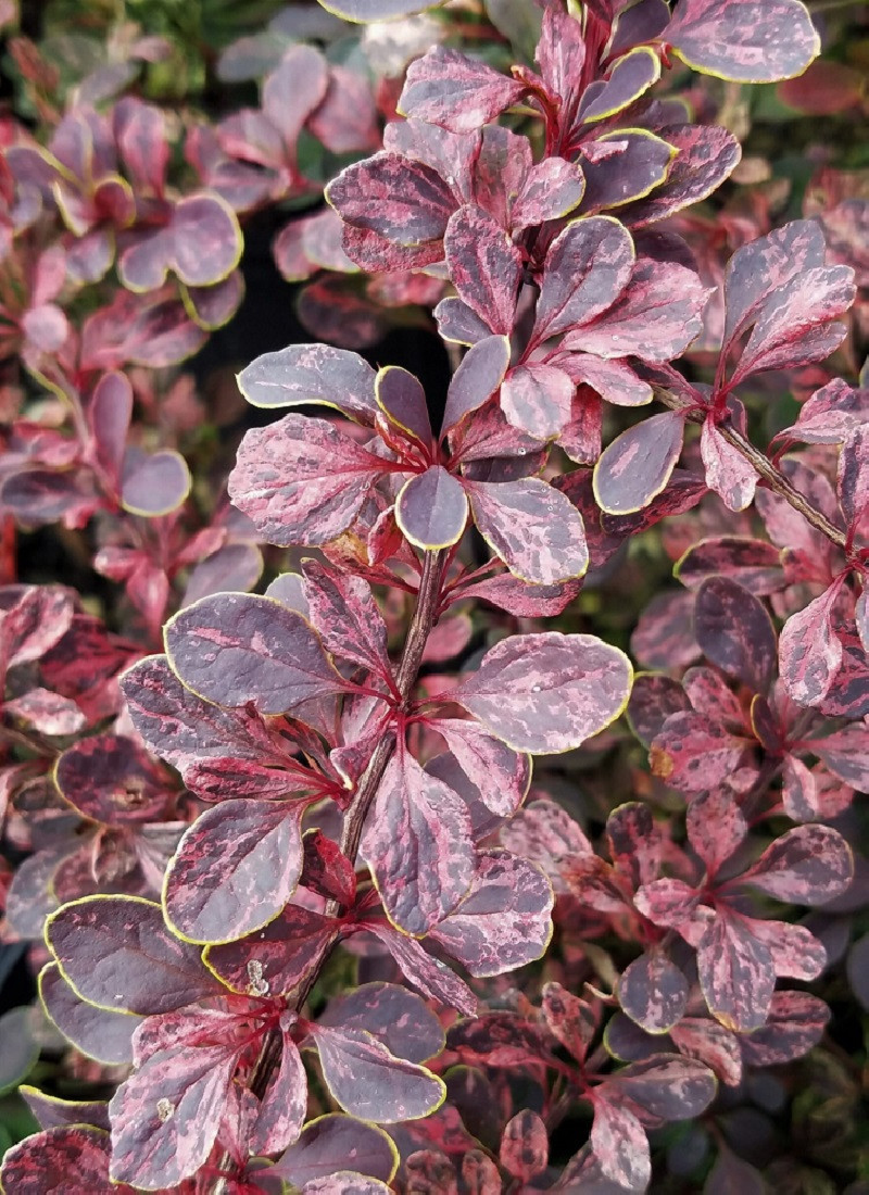 epine-vinette-de-thunberg-harlequin-berberis-thunbergii-harlequin-1.jpg