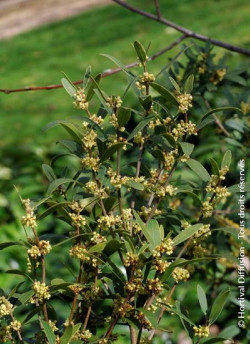 PHILLYREA angustifolia