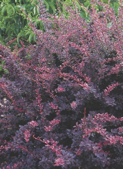 epine-vinette-de-thunberg-rose-glow-berberis-thunbergii-rose-glow-1.jpg