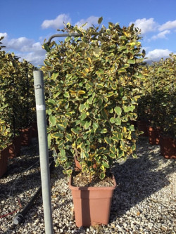 ELAEAGNUS ebbingei VIVELEG® En pot forme espalier