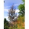 BETULA CRIMSON FROST (Bouleau hybride Crimson Frost)