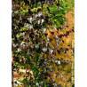 BETULA CRIMSON FROST (Bouleau hybride Crimson Frost)