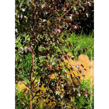 BETULA CRIMSON FROST (Bouleau hybride Crimson Frost)