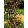 BETULA CRIMSON FROST (Bouleau hybride Crimson Frost)