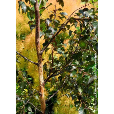 BETULA CRIMSON FROST (Bouleau hybride Crimson Frost)