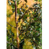 BETULA CRIMSON FROST (Bouleau hybride Crimson Frost)