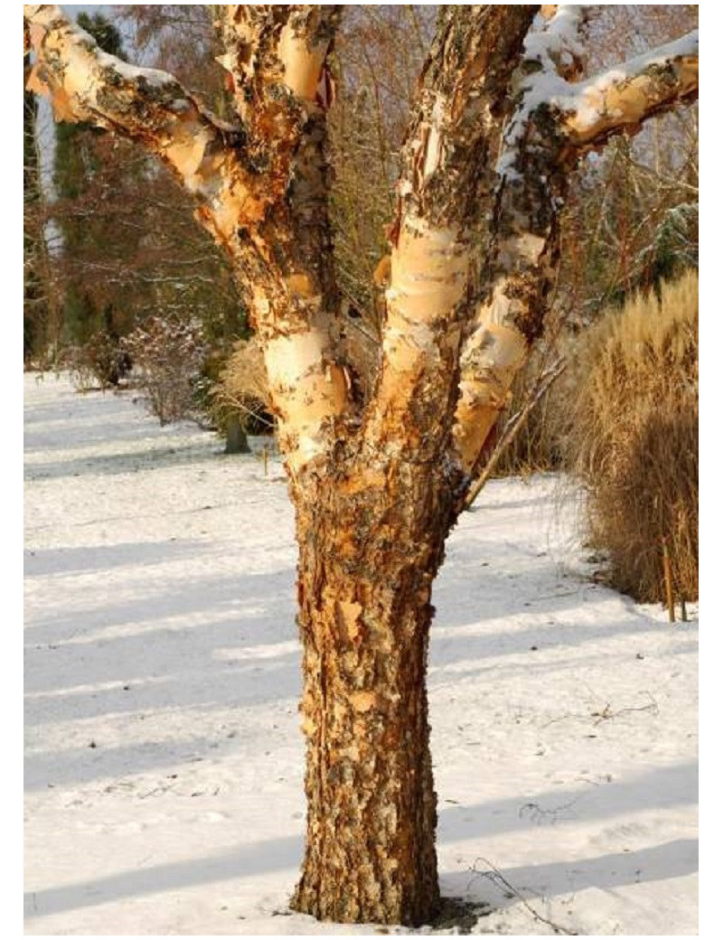 BETULA nigra HERITAGE (Bouleau noir Héritage)