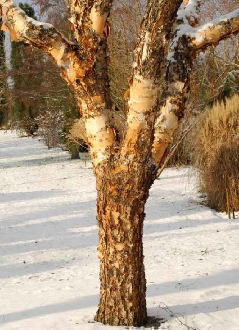 BETULA nigra HERITAGE