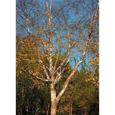 BETULA nigra HERITAGE (Bouleau noir Héritage)