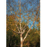 BETULA nigra HERITAGE (Bouleau noir Héritage)